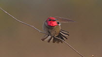 Male Anna's hummingbird (Calypte anna) stretching and taking flight, Southern California, USA, January.