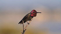 Male Anna's hummingbird (Calypte anna) taking off and landing, defending its territory from intruders, Southern California, USA, March.