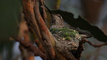 Female Anna's hummingbird (Calypte anna) returning to nest to incubate eggs after feeding, Southern California, USA, March.