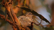 Female Anna's hummingbird (Calypte anna) incubating eggs, departs from nest momentarily to feed, Southern California, USA, March.