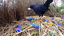 Male Satin bowerbird (Ptilonorhynchus violaceus) courting female on suburban street verge, bower filled with blue plastic, Australia, October 2018.