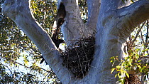 Slow motion clip of a Wedge-tailed eagle (Aquila audax) landing in nest, Mimosa National Park, New South Wales, Australia , September.