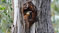 Sacred kingfishers (Todiramphus sanctus) nesting in a tree, New South Wales, Australia, November.
