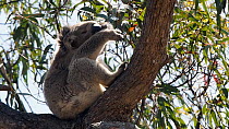 Koala (Phascolarctos cinereus) grooming itself in a tree, East Gippsland, Australia, December.