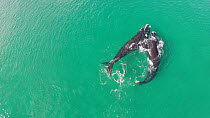Two Southern right whales (Eubalaena australis) playing in shallows, taken with drone, Tathra Beach, New South Wales, Australia, August.