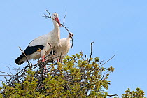 White stork (Ciconia ciconia) pair arranging nest material on their nest in an Oak tree, Knepp estate, Sussex, UK, April 2019. This is the first recorded instance of White storks nesting in the UK for...