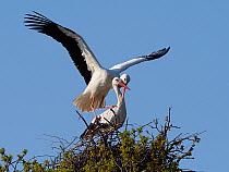 White stork (Ciconia ciconia) pair mating on their nest, Knepp estate, Sussex, UK, April 2019. This is the first recorded instance of White storks nesting in the UK for several hundreds of years.