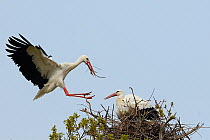 White stork (Ciconia ciconia) male landing with nest material and joining his mate on their nest in an Oak tree, Knepp estate, Sussex, UK, April 2019. This is the first recorded instance of White stor...