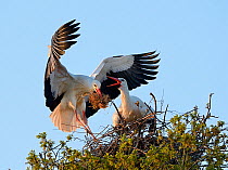 White stork (Ciconia ciconia) male landing with nest material as his mate bill clatters on their nest in an Oak tree, Knepp estate, Sussex, UK, April 2019. This is the first recorded instance of White...