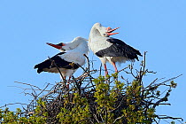 White stork (Ciconia ciconia) pair performing an up-down display with bill clattering on their nest in an Oak tree, Knepp estate, Sussex, UK, April 2019. This is the first recorded instance of White s...