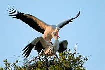 White stork (Ciconia ciconia) pair mating on their nest at sunset, Knepp estate, Sussex, UK, April 2019. This is the first recorded instance of White storks nesting in the UK for several hundreds of y...