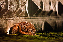 Hedgehog (Erinaceus europaeus) blocked from entering an urban garden by wall, Wales, UK. August. Small repro only.