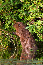 European Beaver (Castor fiber) eating blackberries by standing on its hind legs and using its tail as additional support. Part of captive breeding population prior to release into the Welsh landscape...