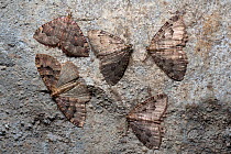 Group of Tissue moths (Triphosa dubitata) hibernating in a limestone cave. Peak District National Park, Derbyshire, UK. November.