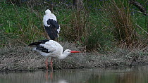 White stork (Ciconia ciconia) drinking from a pond in a large outdoor enclosure, part of a reintroduction program, Knepp Castle Estate, Sussex, England, UK, April.