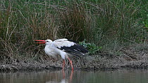 White stork (Ciconia ciconia) foraging in a pond in a large outdoor enclosure, part of a reintroduction program, Knepp Castle Estate, Sussex, England, UK, April.