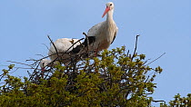 Pair of White storks (Ciconia ciconia) arranging nest material on their nest, Knepp Castle Estate, Sussex, England, UK, April. This is the first recorded instance of White storks nesting in the UK for...