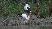 White storks (Ciconia ciconia) drinking from a pond in a large outdoor enclosure, part of a reintroduction program, Knepp Castle Estate, Sussex, England, UK, April.