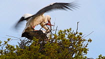 Pair of White storks (Ciconia ciconia) mating on their nest, Knepp Castle Estate, Sussex, England, UK, April. This is the first recorded instance of White storks nesting in the UK for several hundreds...