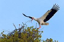 White stork (Ciconia ciconia) male landing with nest material at nest in Oak tree, Knepp estate, Sussex, UK, April 2019. This is the first recorded instance of White storks nesting in the UK for sever...