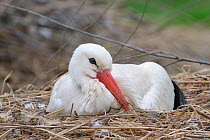 White stork (Ciconia ciconia) sitting on its nest in a captive breeding colony raising chicks for UK White Stork reintroduction project at the Knepp Estate, Cotswold Wildlife Park, Oxfordshire, UK, Ap...