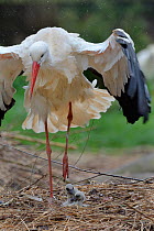 White stork (Ciconia ciconia) shaking water from its wings after rain shower at nest. In captive breeding colony raising young birds for UK White Stork reintroduction project at the Knepp Estate. Cots...