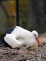 White stork (Ciconia ciconia) brooding young chicks on nest. In captive breeding colony raising young birds for UK White Stork reintroduction project at the Knepp Estate. Cotswold Wildlife Park, Oxfor...