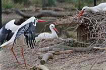 White stork (Ciconia ciconia) trying to steal nest material from another&#39;s nest. In captive breeding colony raising chicks for UK White Stork reintroduction project at the Knepp Estate. Cotswold W...