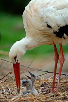 White stork (Ciconia ciconia) regurgitating food and water to its begging chicks in its nest. In captive breeding colony raising young birds for UK White Stork reintroduction project at the Knepp Esta...