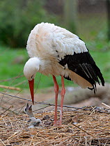 White stork (Ciconia ciconia) about to regurgitate food and water to its begging chicks in its nest. In captive breeding colony raising young birds for UK White Stork reintroduction project at the Kne...