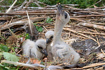 White stork (Ciconia ciconia) recently hatched chicks begging for food in their nest. In captive breeding colony raising young birds for UK White Stork reintroduction project at the Knepp Estate. Cots...
