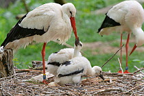White stork (Ciconia ciconia) chick begging from a parent on its nest. In captive breeding colony raising young birds for UK White Stork reintroduction project at the Knepp Estate. Cotswold Wildlife P...