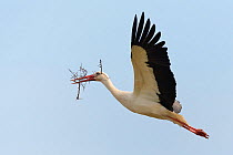 White stork (Ciconia ciconia) male flying with nest material, Knepp estate, Sussex, UK, April 2019. This is the first recorded instance of White storks nesting in the UK for several hundreds of years.