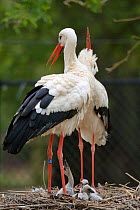 White stork (Ciconia ciconia) pair displaying on their nest. In captive breeding colony raising chicks for UK White Stork reintroduction project at the Knepp Estate, Cotswold Wildlife Park, Oxfordshir...