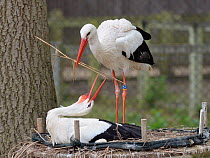 White stork (Ciconia ciconia) bringing extra nest material to its nest, whilst its mate sits. In captive breeding colony raising chicks for UK White Stork reintroduction project at the Knepp Estate. C...