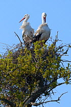 White stork (Ciconia ciconia) pair standing on their nest in an Oak tree, Knepp estate, Sussex, UK, April 2019. This is the first recorded instance of White storks nesting in the UK for several hundre...