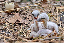 Recently hatched White stork (Ciconia ciconia) chicks begging for food in their nest. In captive breeding colony raising young birds for UK White Stork reintroduction project at the Knepp Estate. Cots...