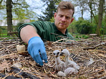 Richard Wardle feeding fish to recently hatched White stork (Ciconia ciconia) chicks in nest. In captive breeding colony raising young birds for UK White Stork reintroduction project at the Knepp Esta...