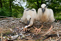 Two large White stork (Ciconia ciconia) chicks feeding on fish given to them by a keeper in their nest. In captive breeding colony raising young birds for UK White Stork reintroduction project at the...