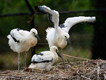 White stork (Ciconia ciconia) chicks standing and wing flapping in nest. In captive breeding colony raising young birds for UK White Stork reintroduction project at the Knepp Estate. Cotswold Wildlife...