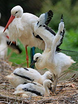 White stork (Ciconia ciconia) chick standing and wing flapping in nest beside two siblings and a parent. In captive breeding colony raising young birds for UK White Stork reintroduction project at the...