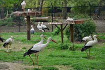 White stork (Ciconia ciconia) captive breeding colony raising chicks for UK White Stork reintroduction project at the Knepp Estate, Cotswold Wildlife Park, Oxfordshire, UK, April 2019. Property releas...