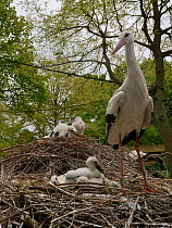 White stork (Ciconia ciconia) nest at captive breeding colony raising chicks for UK White Stork reintroduction project at the Knepp Estate. Cotswold Wildlife Park, Oxfordshire, UK, May 2019.
