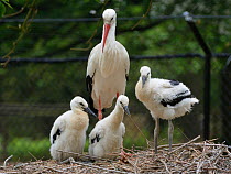 White stork (Ciconia ciconia) parent standing beside its three developing chicks. In captive breeding colony raising young birds for UK White Stork reintroduction project at the Knepp Estate. Cotswold...