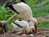 White stork (Ciconia ciconia) parent regurgitating food and water to its begging chicks. In captive breeding colony raising young birds for UK White Stork reintroduction project at the Knepp Estate. C...