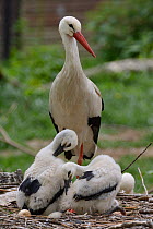 White stork (Ciconia ciconia) standing beside its two preening chicks. In captive breeding colony raising young birds to supply UK White Stork reintroduction project at the Knepp Estate. Cotswold Wild...