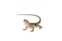 Portrait of a rescued Eastern Water Dragon, (Intellagama lesueurii lesueuri). Captive, rescued from wildlife smuggling.