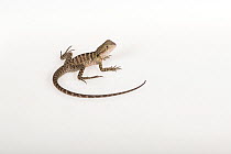 Portrait of a rescued Eastern Water Dragon, (Intellagama lesueurii lesueuri), rescued from wildlife smuggling, Captive.