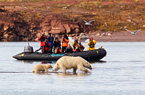 Polar bear (Ursus maritimus) with cub in front of tourists, Svalbard Norway, July.