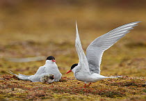 Arctic tern (Sterna paradisaea) pair with chick, Svalbard, Norway, July.